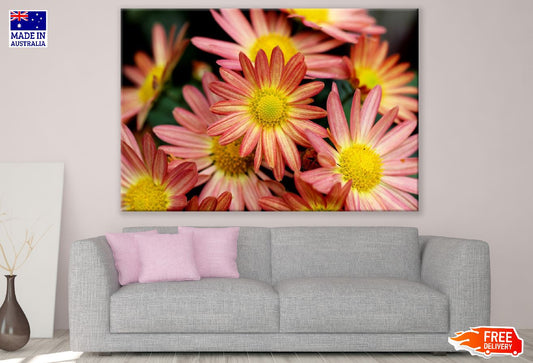 Rose Pink Chrysanthemums Flowers Photograph Print 100% Australian Made
