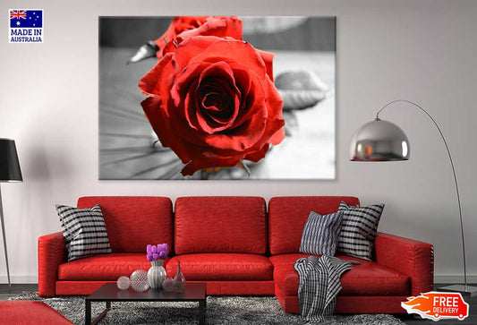 Red Rose with B&W View Photograph Print 100% Australian Made