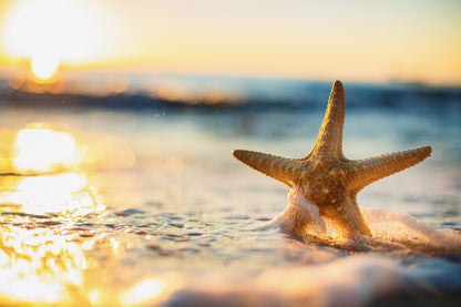 Starfish on Beach View Photograph Print 100% Australian Made