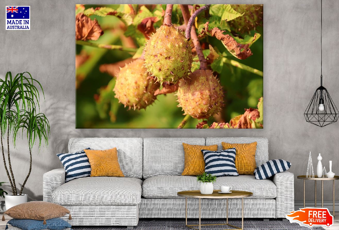 Chestnuts Fruit Tree Photograph Print 100% Australian Made