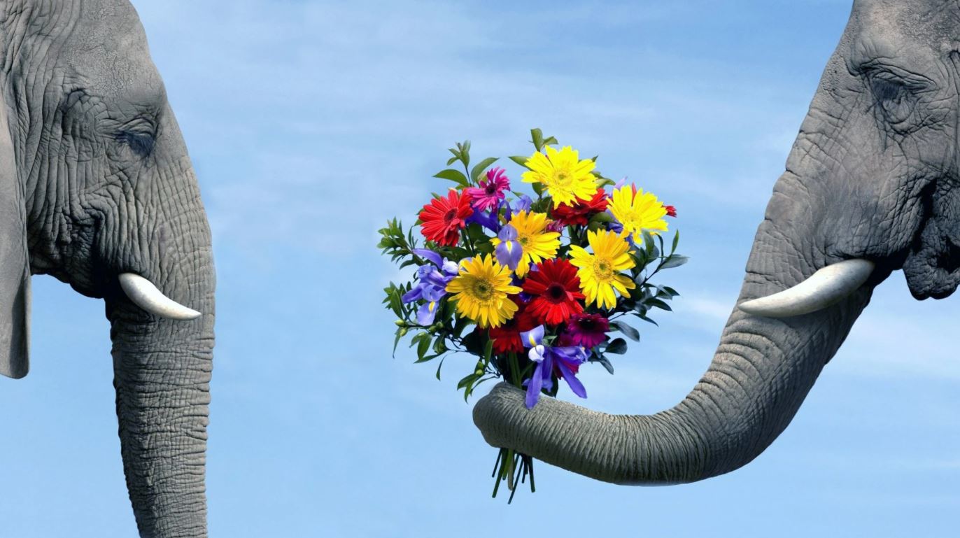 Elephants & Bouquet Photograph Home Decor Premium Quality Poster Print Choose Your Sizes