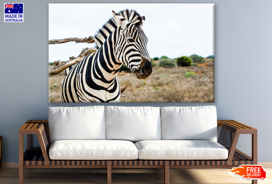 Zebra Portrait Photograph Print 100% Australian Made