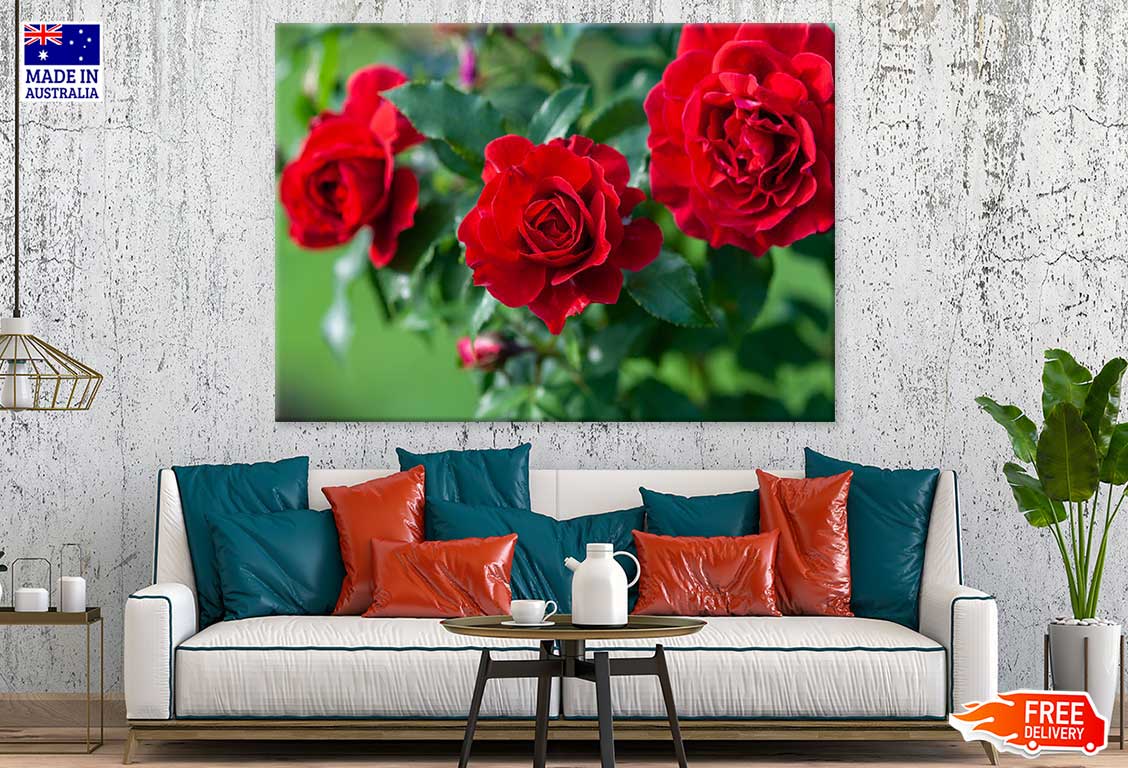 Red Roses in Garden Photograph Print 100% Australian Made