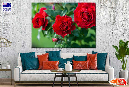 Red Roses in Garden Photograph Print 100% Australian Made