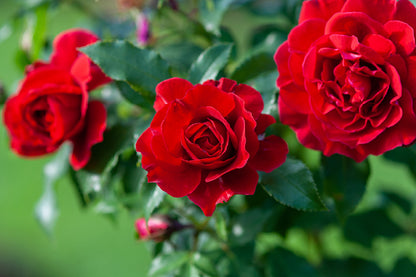 Red Roses in Garden Photograph Print 100% Australian Made