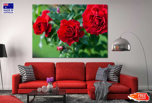 Red Roses in Garden Photograph Print 100% Australian Made