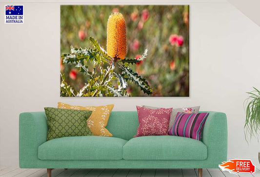 Yellow Banksia Flower Photograph Print 100% Australian Made