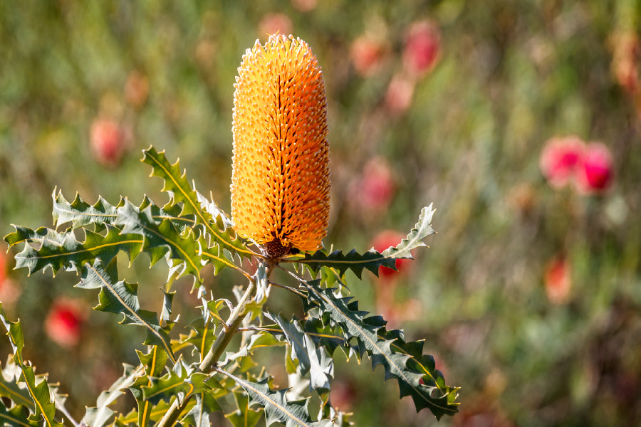 Yellow Banksia Flower Photograph Print 100% Australian Made