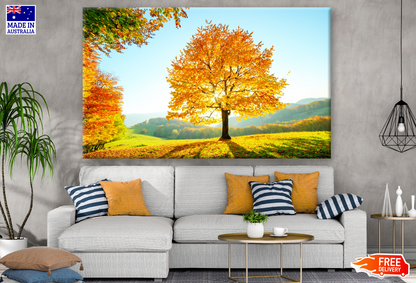 Beech Tree with Sunny Beams at Mountain Autumn Scene Photograph Print 100% Australian Made