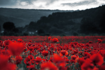 Poppy Field in Dark Photograph Print 100% Australian Made