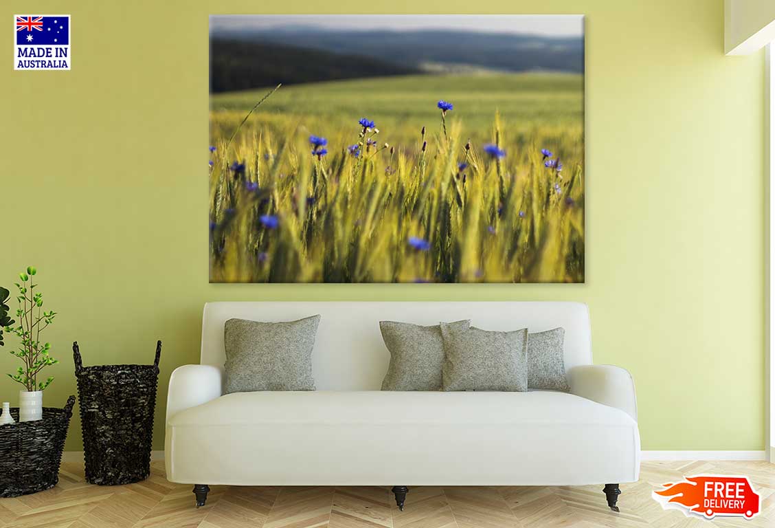 Blue Cornflowers In Wheat Field Photograph Print 100% Australian Made