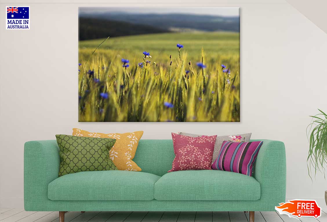 Blue Cornflowers In Wheat Field Photograph Print 100% Australian Made