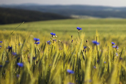 Blue Cornflowers In Wheat Field Photograph Print 100% Australian Made