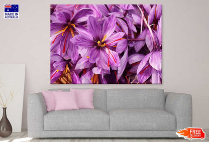 Purple Safrom Flowers Photograph Print 100% Australian Made