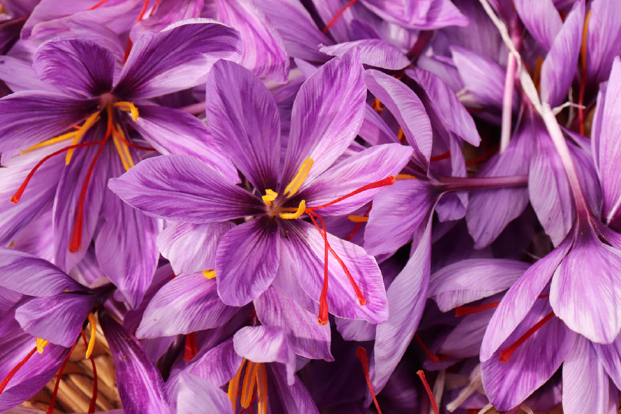 Purple Safrom Flowers Photograph Print 100% Australian Made
