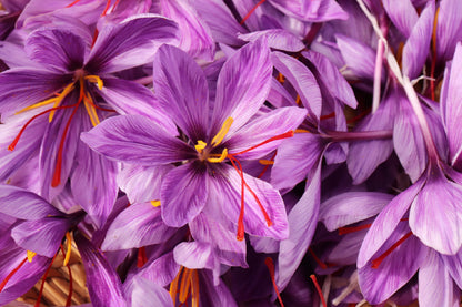 Purple Safrom Flowers Photograph Print 100% Australian Made