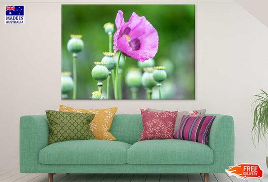 Opium Poppy Flower Closeup View Photograph Print 100% Australian Made