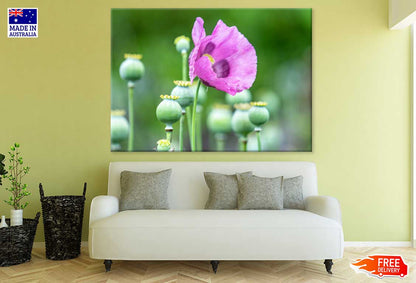 Opium Poppy Flower Closeup View Photograph Print 100% Australian Made