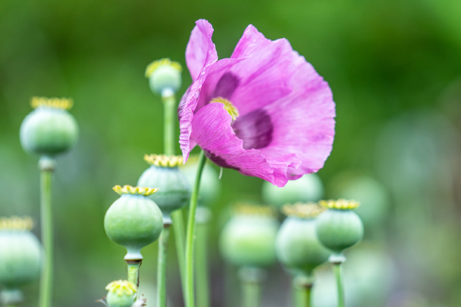 Opium Poppy Flower Closeup View Photograph Print 100% Australian Made