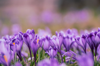 Purple Violet Flowers Photograph Print 100% Australian Made