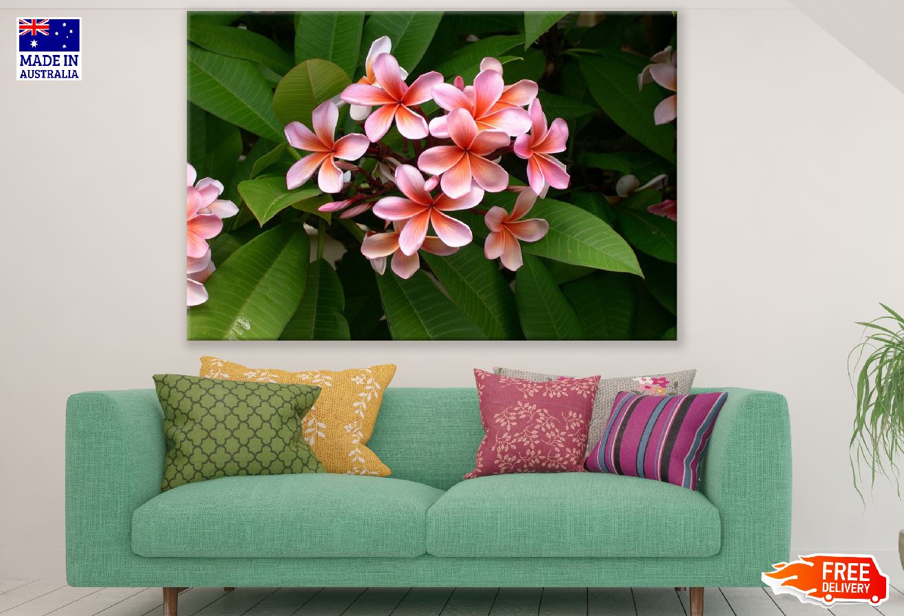 Pink Plumeria Flowers Photograph Print 100% Australian Made