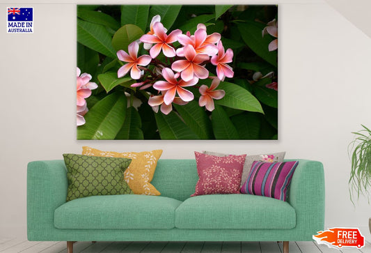 Pink Plumeria Flowers Photograph Print 100% Australian Made