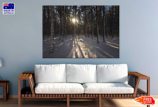 Sunflare Through Winter Forest Trees View Photograph Print 100% Australian Made