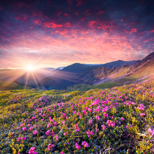 Square Canvas Pink Rhododendron Flowers With Sunrise High Quality Print 100% Australian Made