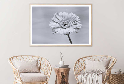 Gerbera Flower Closeup B&W View Photograph Home Decor Premium Quality Poster Print Choose Your Sizes