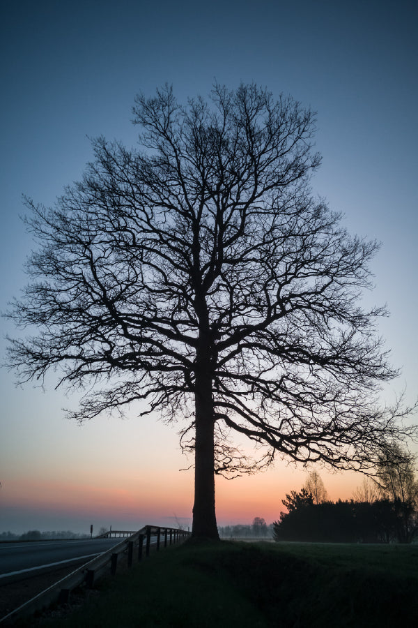 Tree Silhouette in Early Morning Photograph Print 100% Australian Made