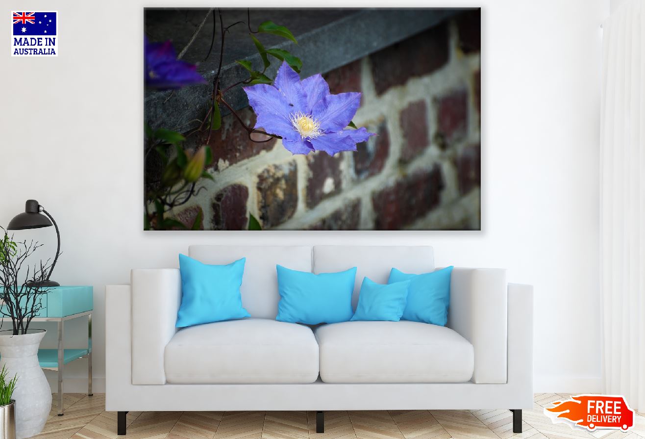 Blue Clematis Flower Closeup Photograph Print 100% Australian Made