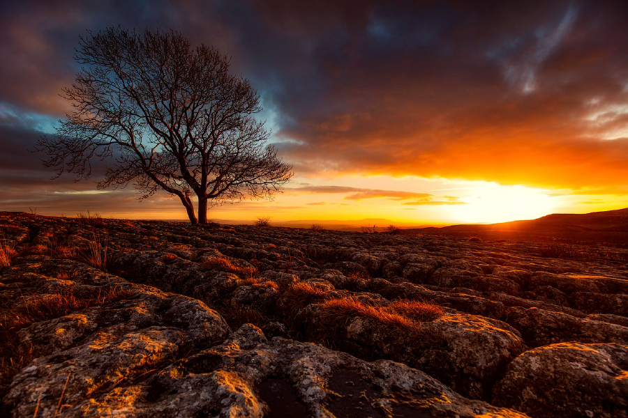 Tree at Sunset Scenery View Photograph Print 100% Australian Made