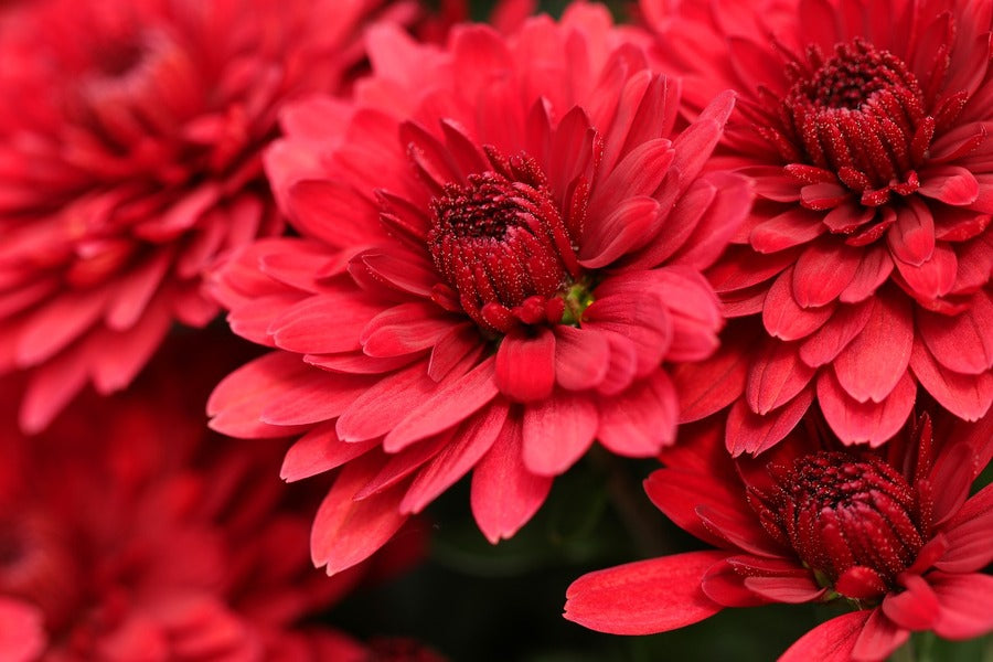 Red Chrysanthemums Flowers Photograph Print 100% Australian Made