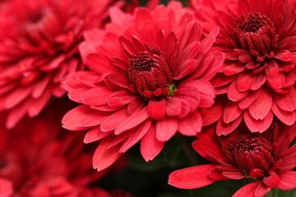 Red Chrysanthemums Flowers Photograph Print 100% Australian Made