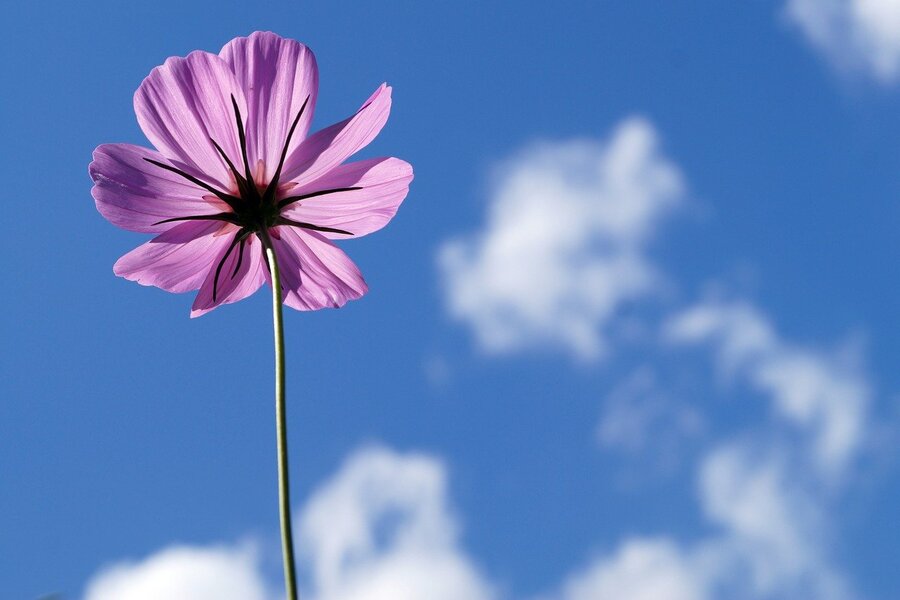 Cosmos Flower in the Blue Sky Photograph Print 100% Australian Made