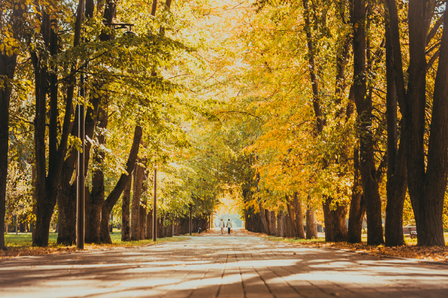 Trees & Walking Path Photograph Print 100% Australian Made