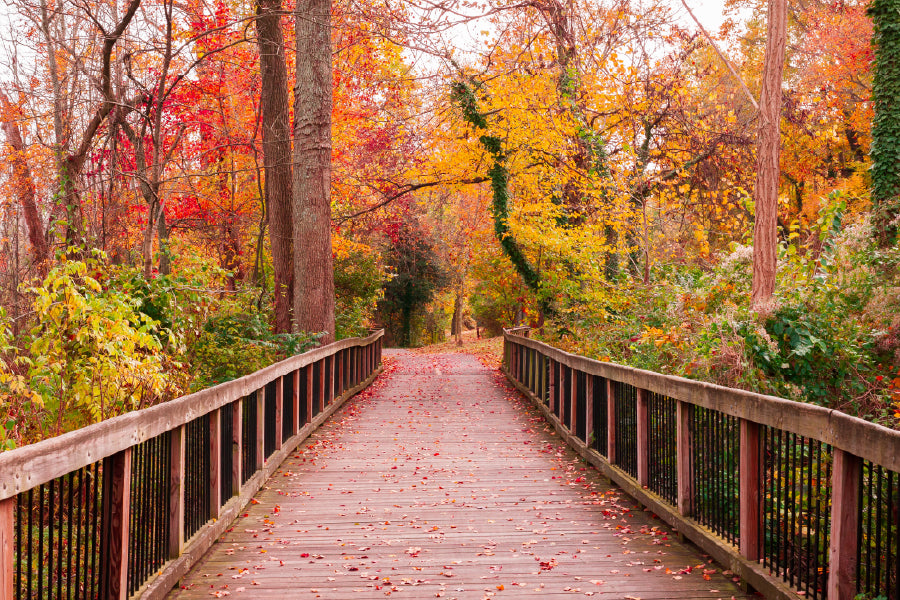 Wooden Pathway Autumn Forest View Photograph Print 100% Australian Made