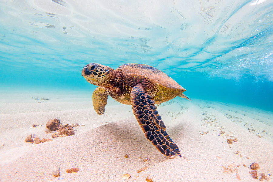 Hawaiian Green Sea Turtle View Photograph Print 100% Australian Made