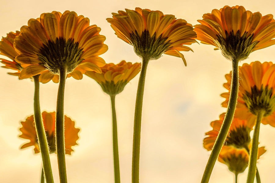 Yellow Gerbera Flowers Backview Photograph Print 100% Australian Made