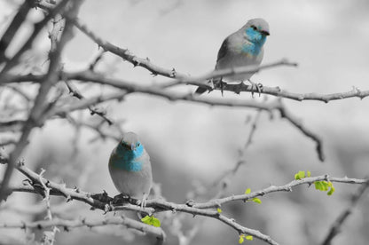 Small Birds on a Tree Photograph Home Decor Premium Quality Poster Print Choose Your Sizes