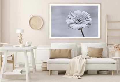 Gerbera Flower Closeup B&W View Photograph Home Decor Premium Quality Poster Print Choose Your Sizes