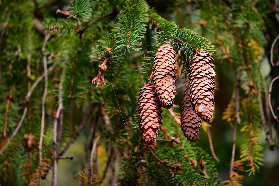 Pine Tree Closeup Photograph Print 100% Australian Made