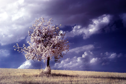 Tree on Meadow with Stunning Cloudy Sky Photograph Print 100% Australian Made