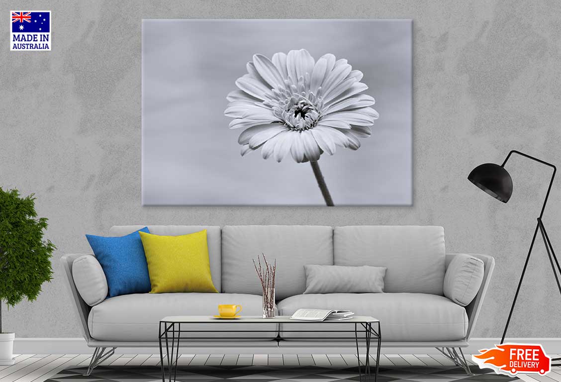 Gerbera Flower Closeup B&W View Photograph Print 100% Australian Made