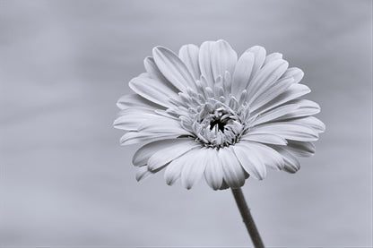 Gerbera Flower Closeup B&W View Photograph Home Decor Premium Quality Poster Print Choose Your Sizes