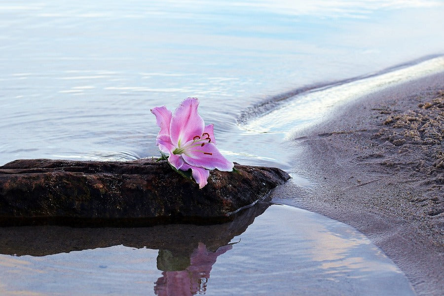 White & Pink Lily Flower on Sea Shore Photograph Print 100% Australian Made