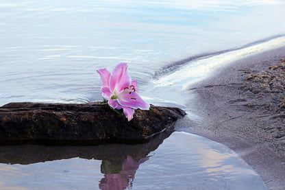 White & Pink Lily Flower on Sea Shore Photograph Print 100% Australian Made