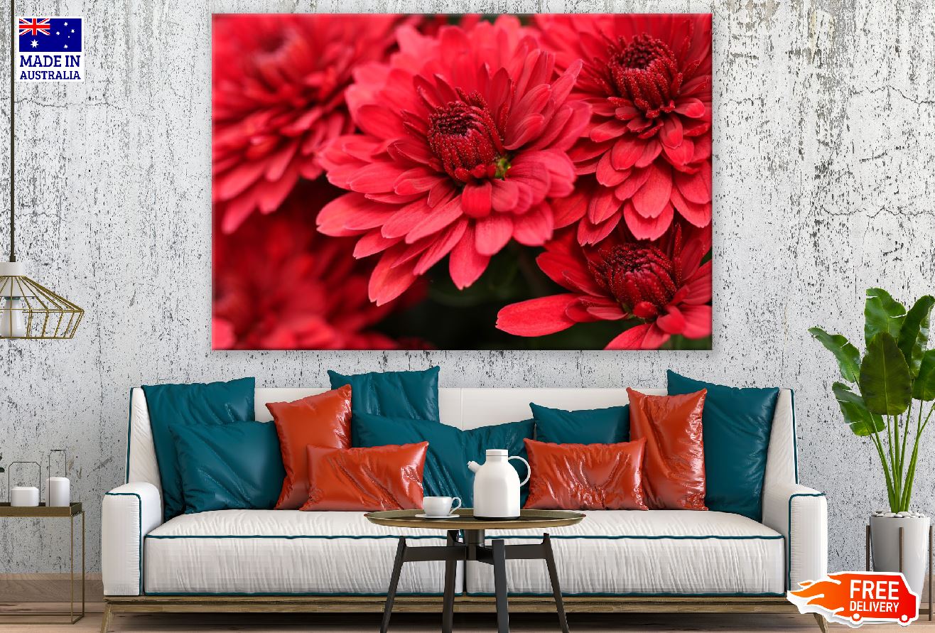Red Chrysanthemums Flowers Photograph Print 100% Australian Made