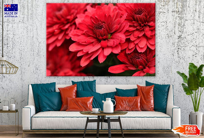Red Chrysanthemums Flowers Photograph Print 100% Australian Made