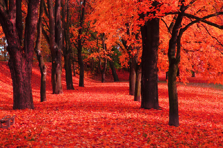 Red Autumn Trees & Path Scenery View Photograph Print 100% Australian Made